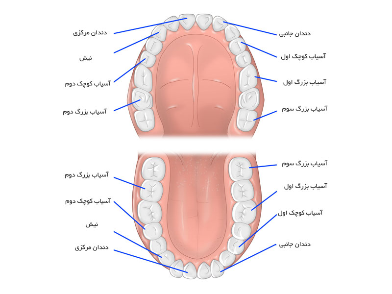 انواع دندان‌ها: