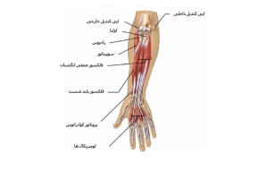 Hand-muscle-pain-3